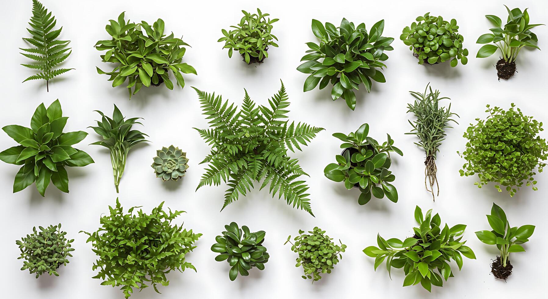 Various types of plants are arranged in a circle photo