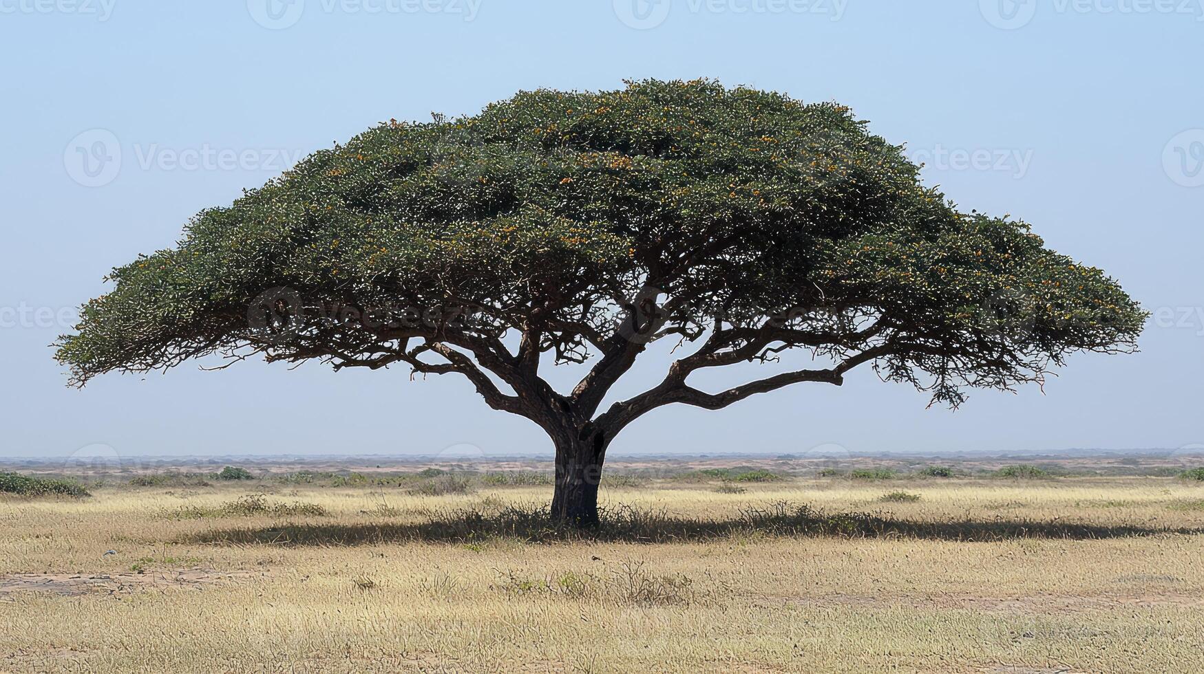 A large tree in the middle of a field photo