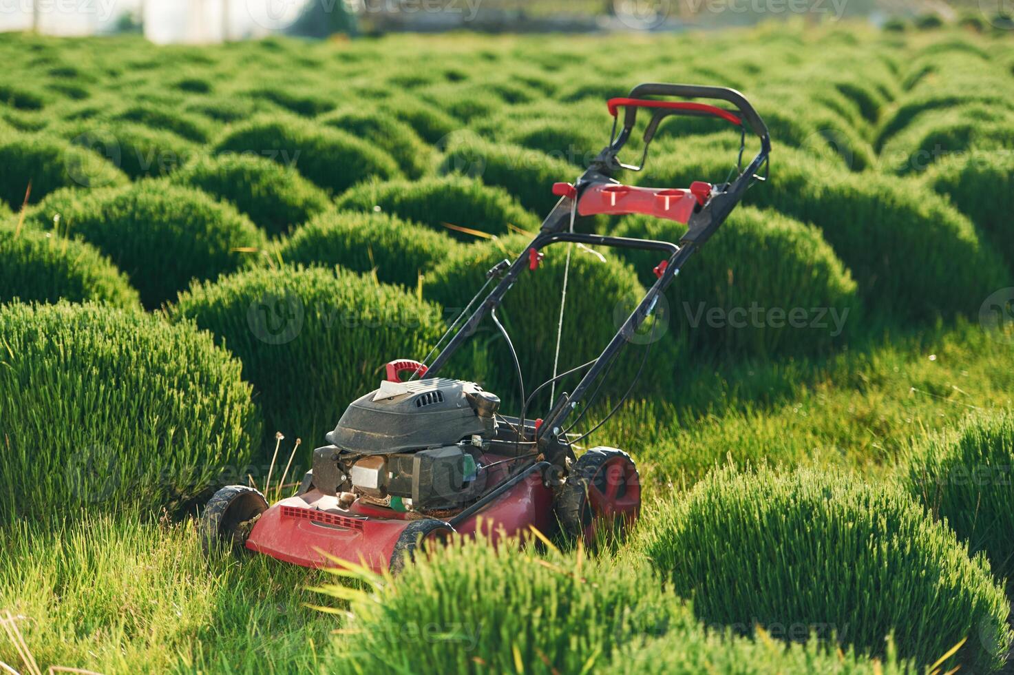 Lawn mower on the green field.. photo