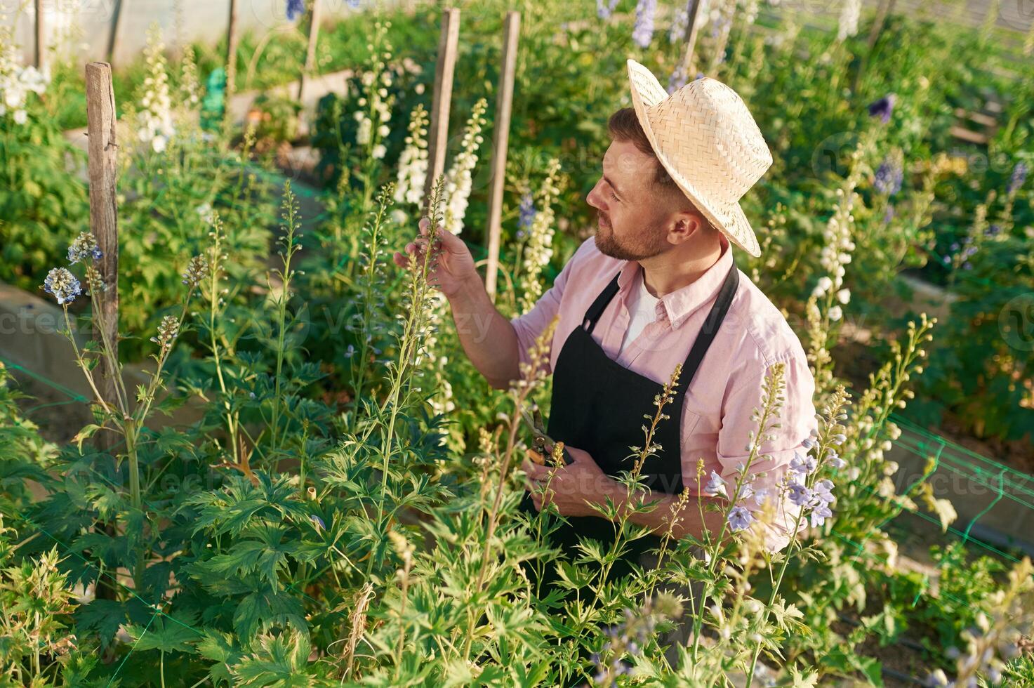 Looking ,at ,,plants. Man is working in the greenhouse photo