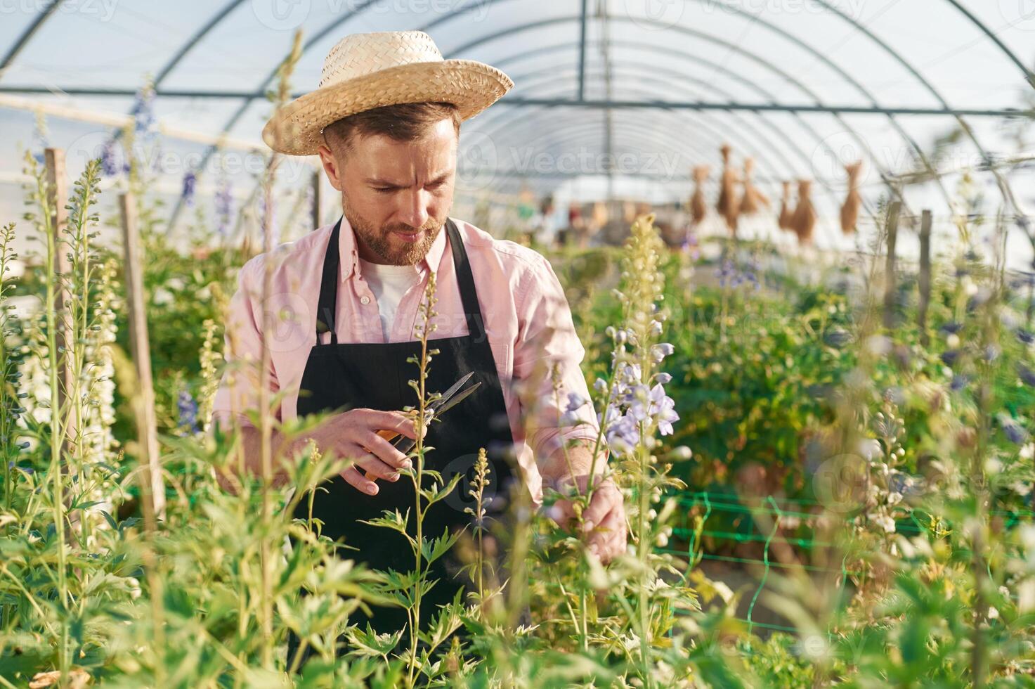 Looking at ,plants. Man is working in the greenhouse photo