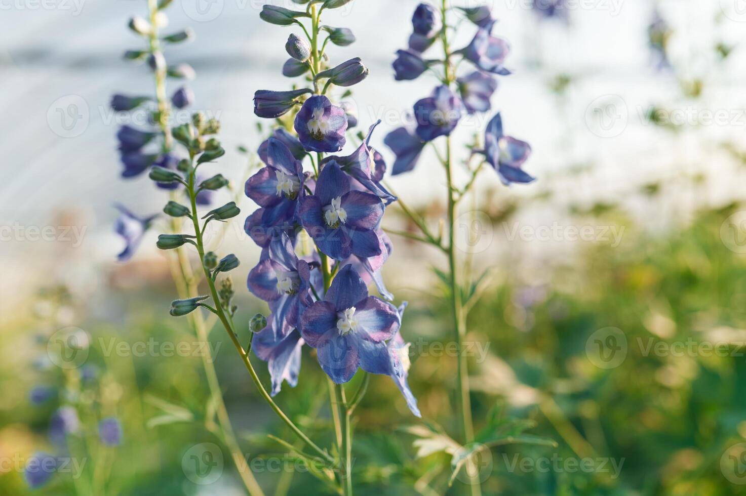 Focused close .up .view. Beautiful plants or flowers in the greenhouse photo