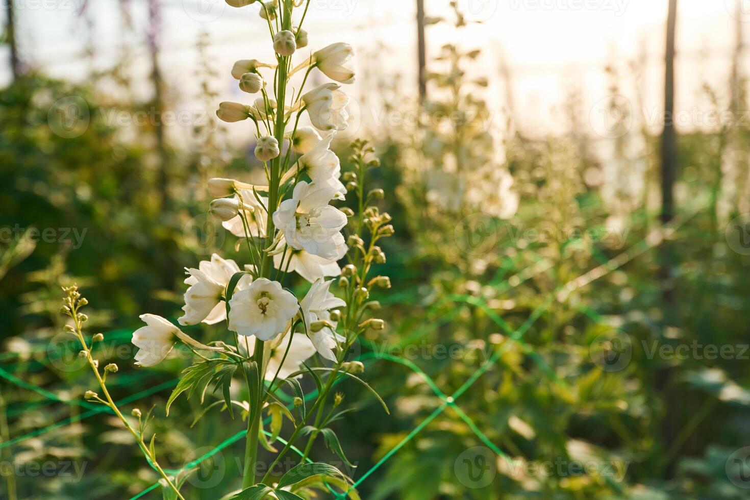 White plants or flowers.. in the greenhouse photo