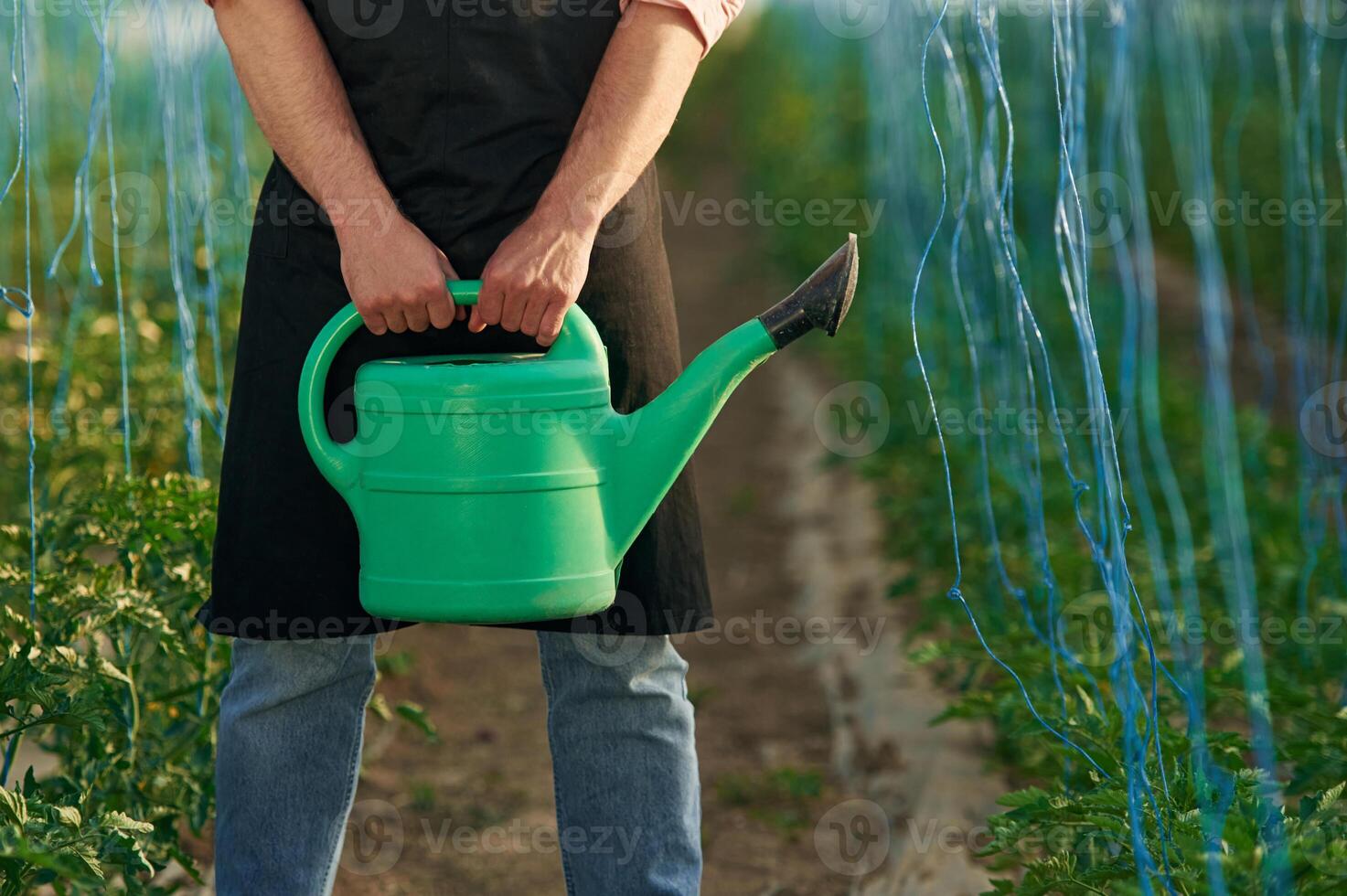 Green .watering can in hands. Man in greenhouse is working with plants photo