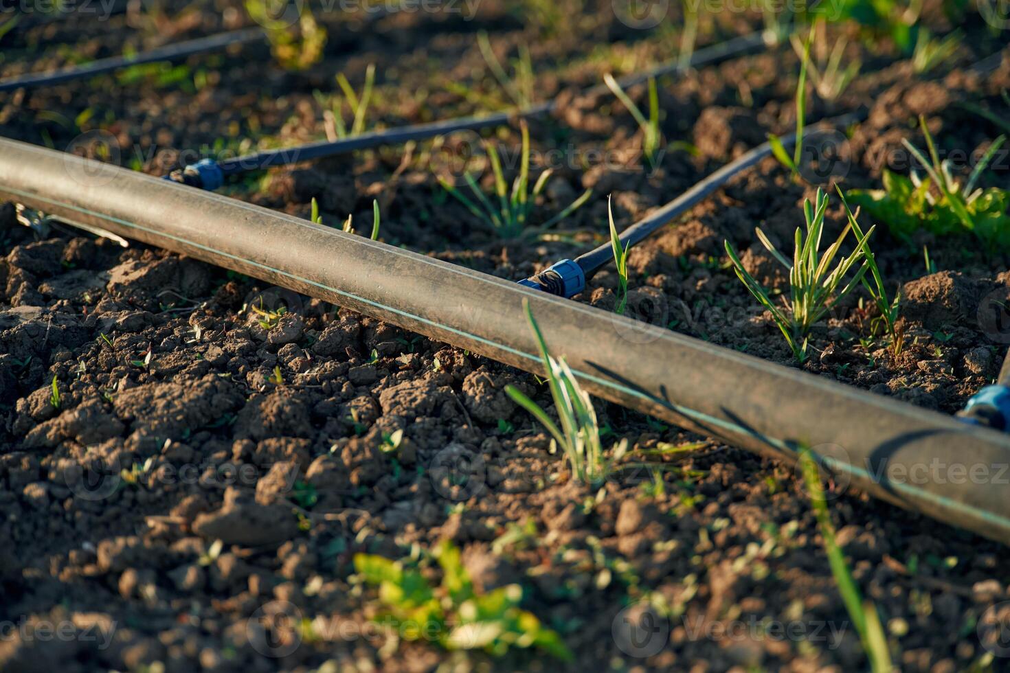 Plastic water ,pipes for watering the garden. Close up view photo