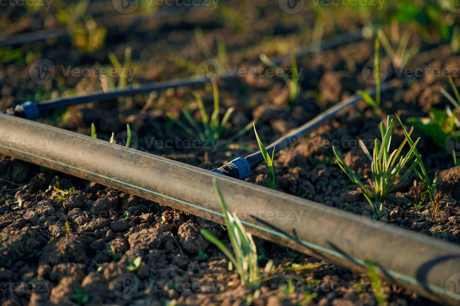 Plastic, water pipes for watering the garden. Close up view photo