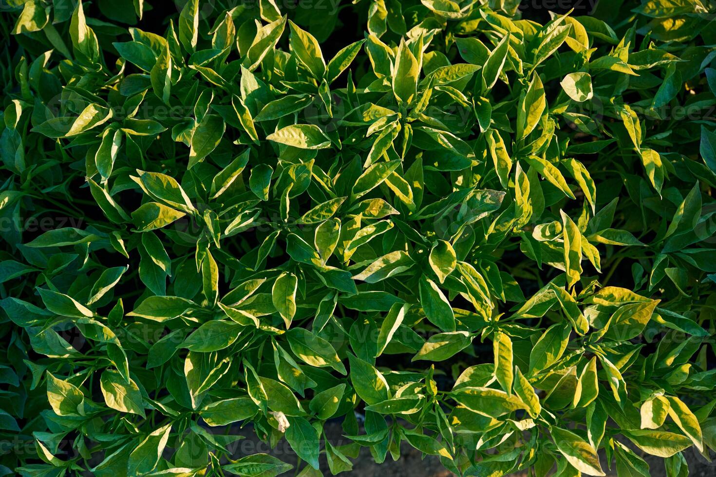 Top, view of plants that are in the greenhouse photo