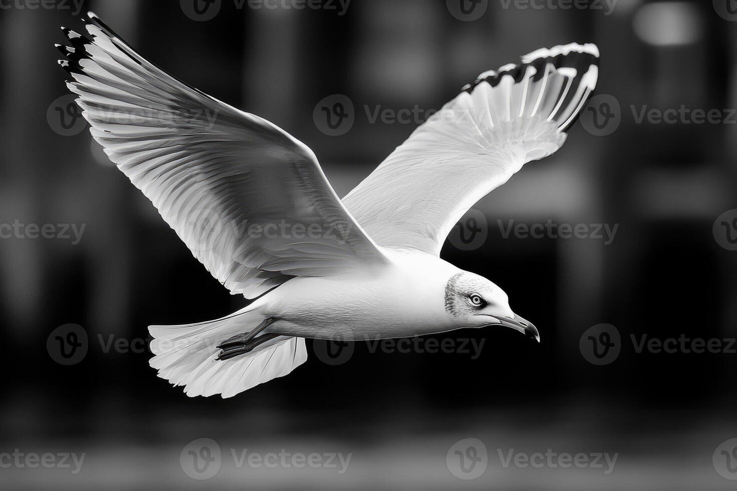 Seagull flying with wide open wings in black and white photo