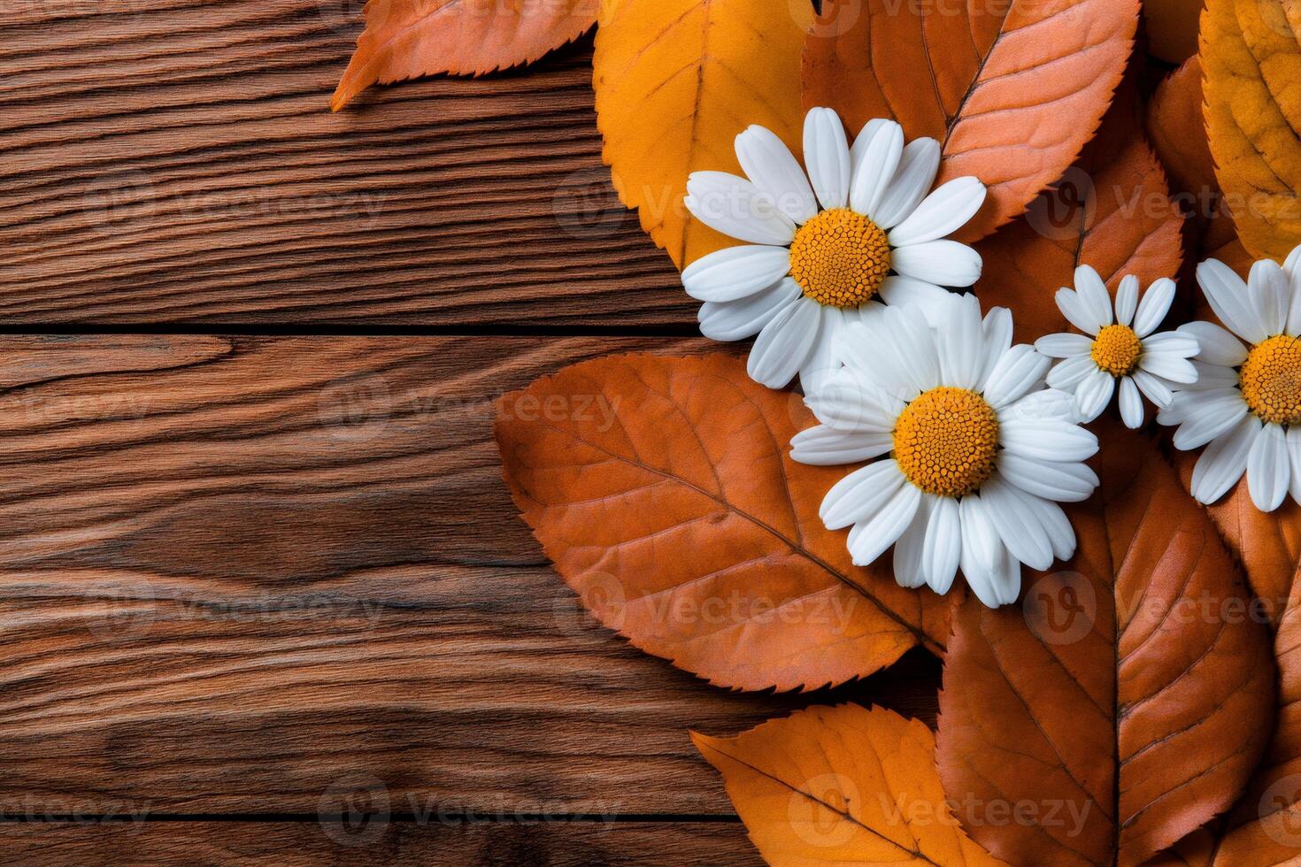 White daisies and orange autumn leaves creating a beautiful fall background on wooden planks photo