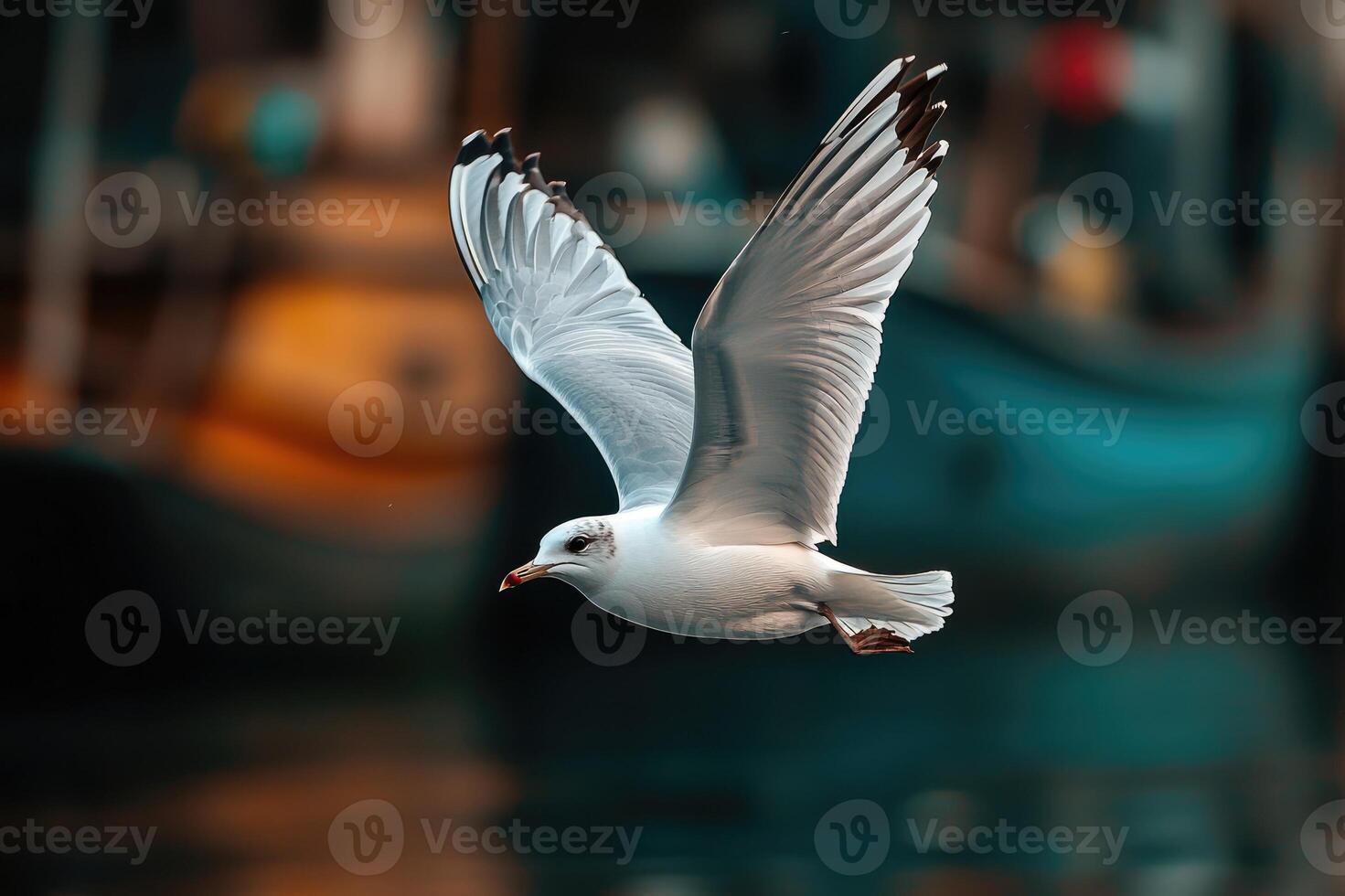 Seagull flying with wide open wings over blurry background photo