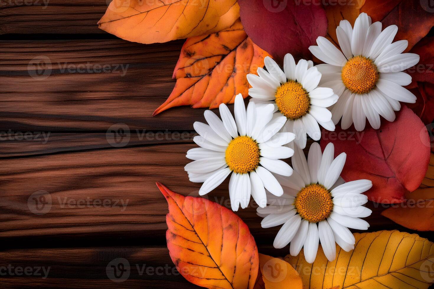 White daisies and colorful autumn leaves creating a beautiful fall background on dark wooden planks photo