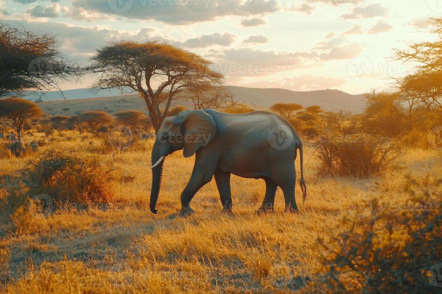 Elephant walking in the african savannah at sunset photo