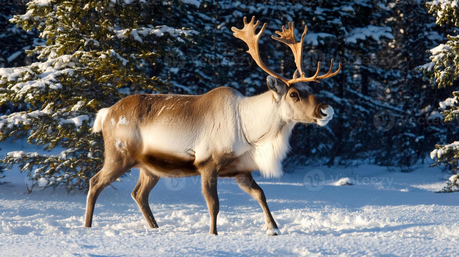 Reindeer with large antlers walking through a snowy forest in winter photo