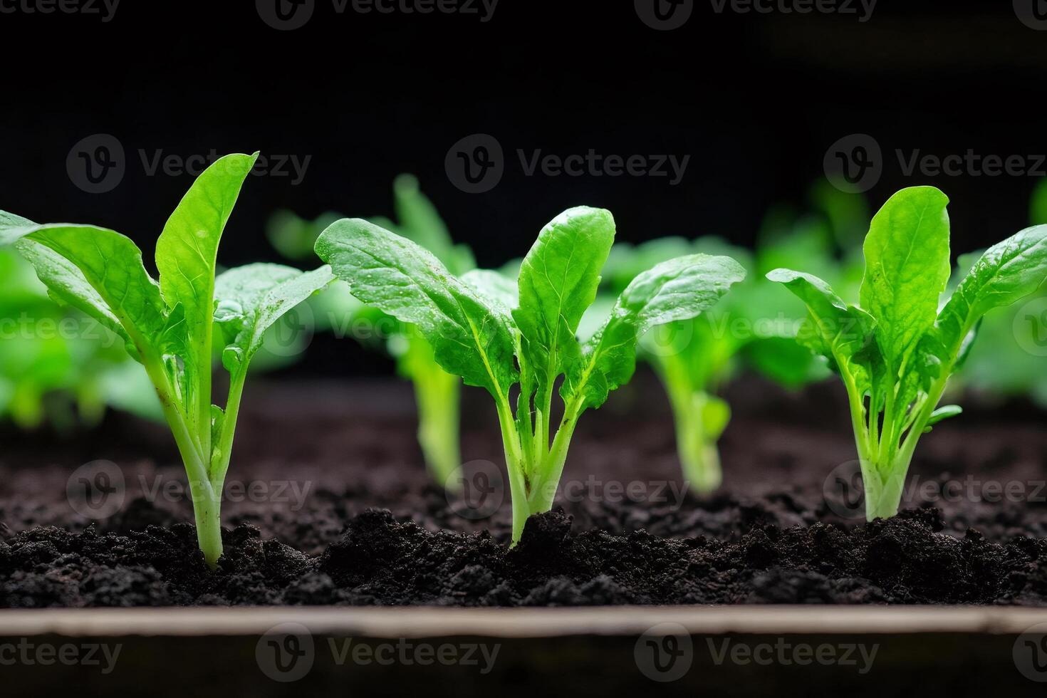 Seedlings growing in rich soil under optimal conditions photo