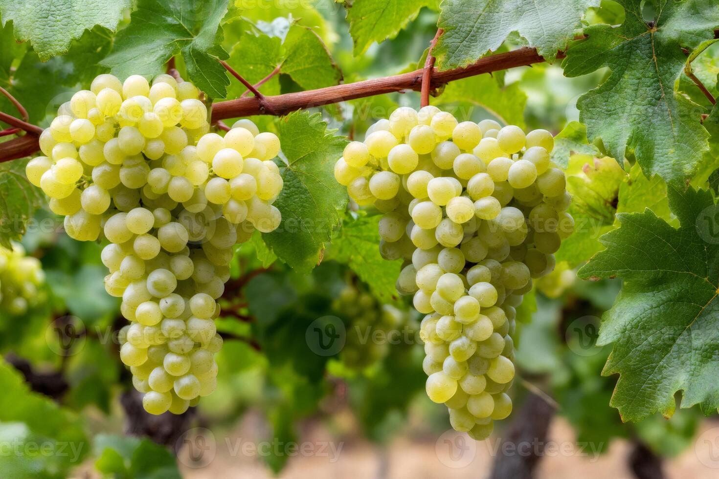 Bunches of white grapes hanging from vine in vineyard.. photo