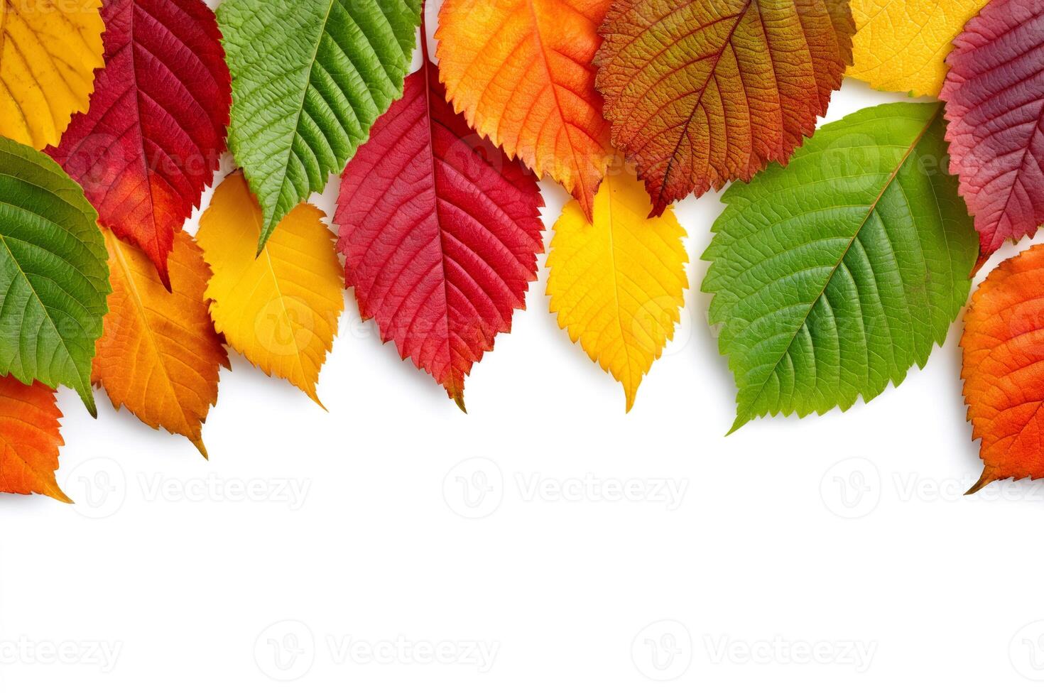 Colorful autumn leaves creating a vibrant border on white background photo