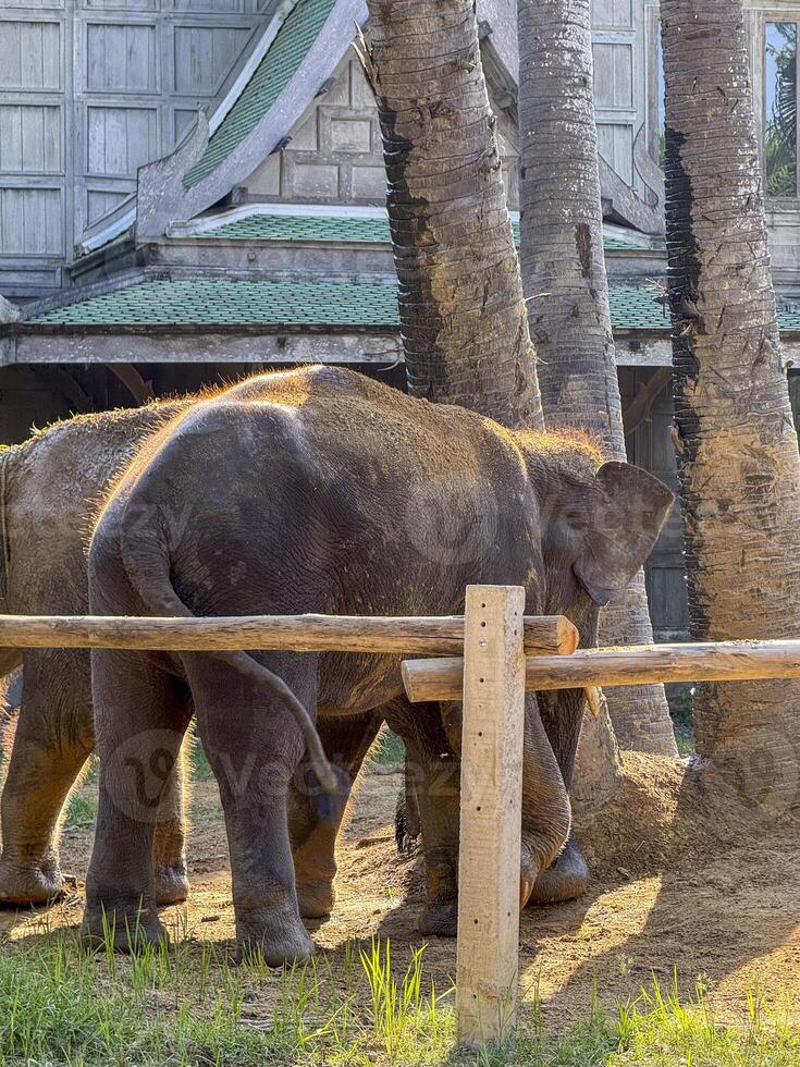 Playful large mammals elephant duo in a tropical sanctuary enjoy a peaceful day in a sanctuary, where they live in harmony with nature and protected from captivity or poaching. photo