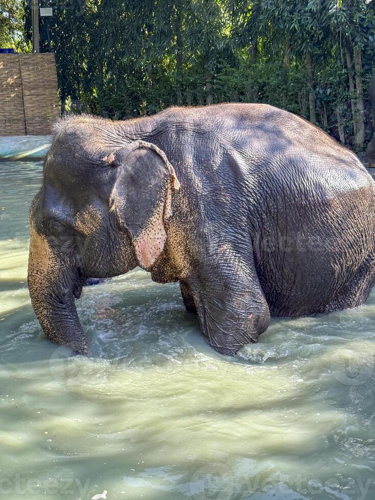 Wild peaceful elephant enjoying a splash in protected waters, elephant bathes and plays in a sanctuary pool. Conservation, protection and ethical tourism in wildlife natural park. photo