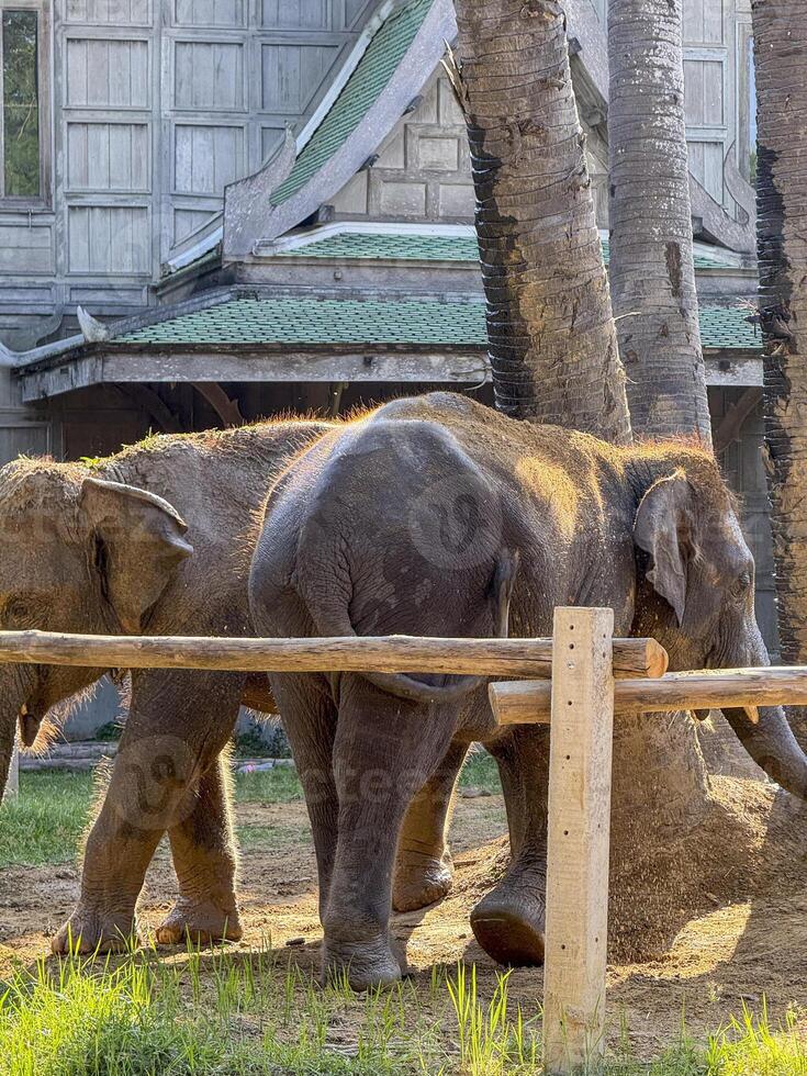 Peaceful gentle elephant duo in a national park wandering through a wildlife sanctuary, reminder of the beauty of conservation efforts and protecting exotic animals. Herbivores. photo