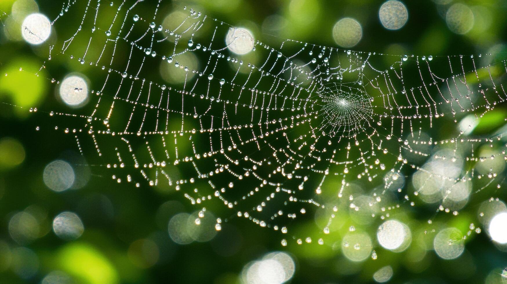 Delicate spiderweb strung with morning dew drops. photo