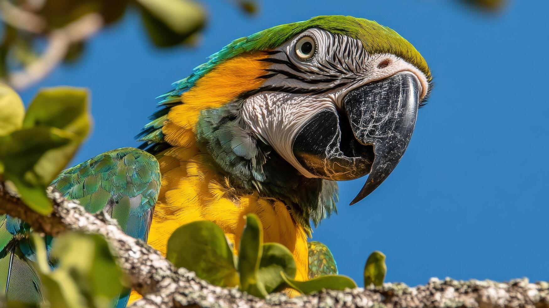 Close-up portrait of a vibrant macaw perched in a tree. photo