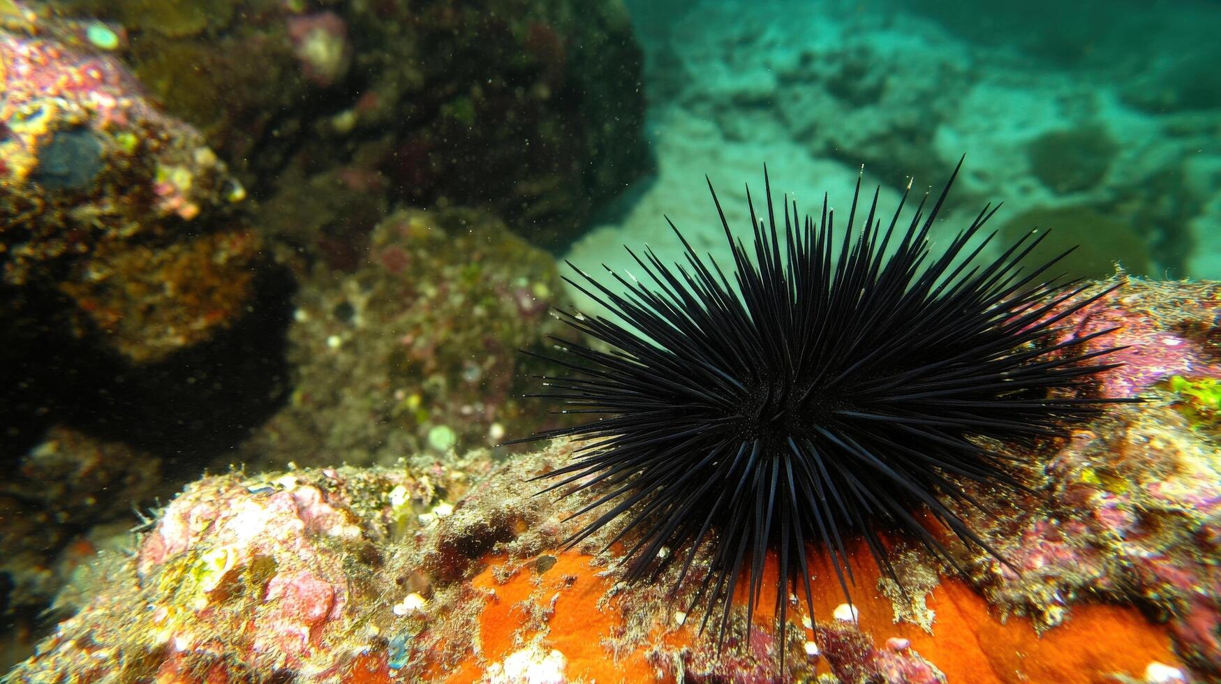 Close-up of a dark sea urchin resting on a coral reef. photo