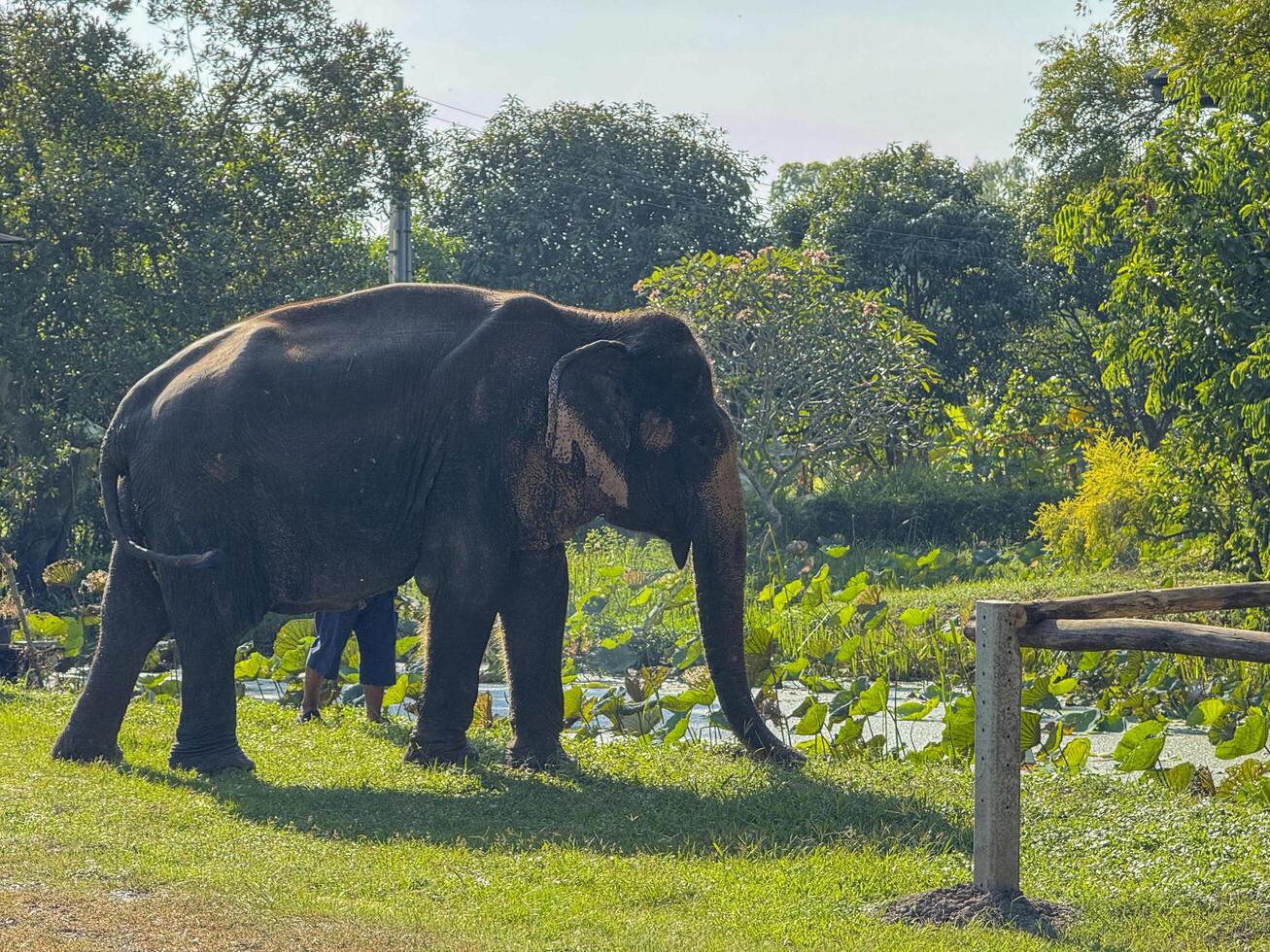 Bangkok, Thailand - November 11, 2024. Elephant duo in habitat at the sanctuary thriving in the conservation center. Powerful gentle mammal emphasizing wildlife conservation and protection. photo