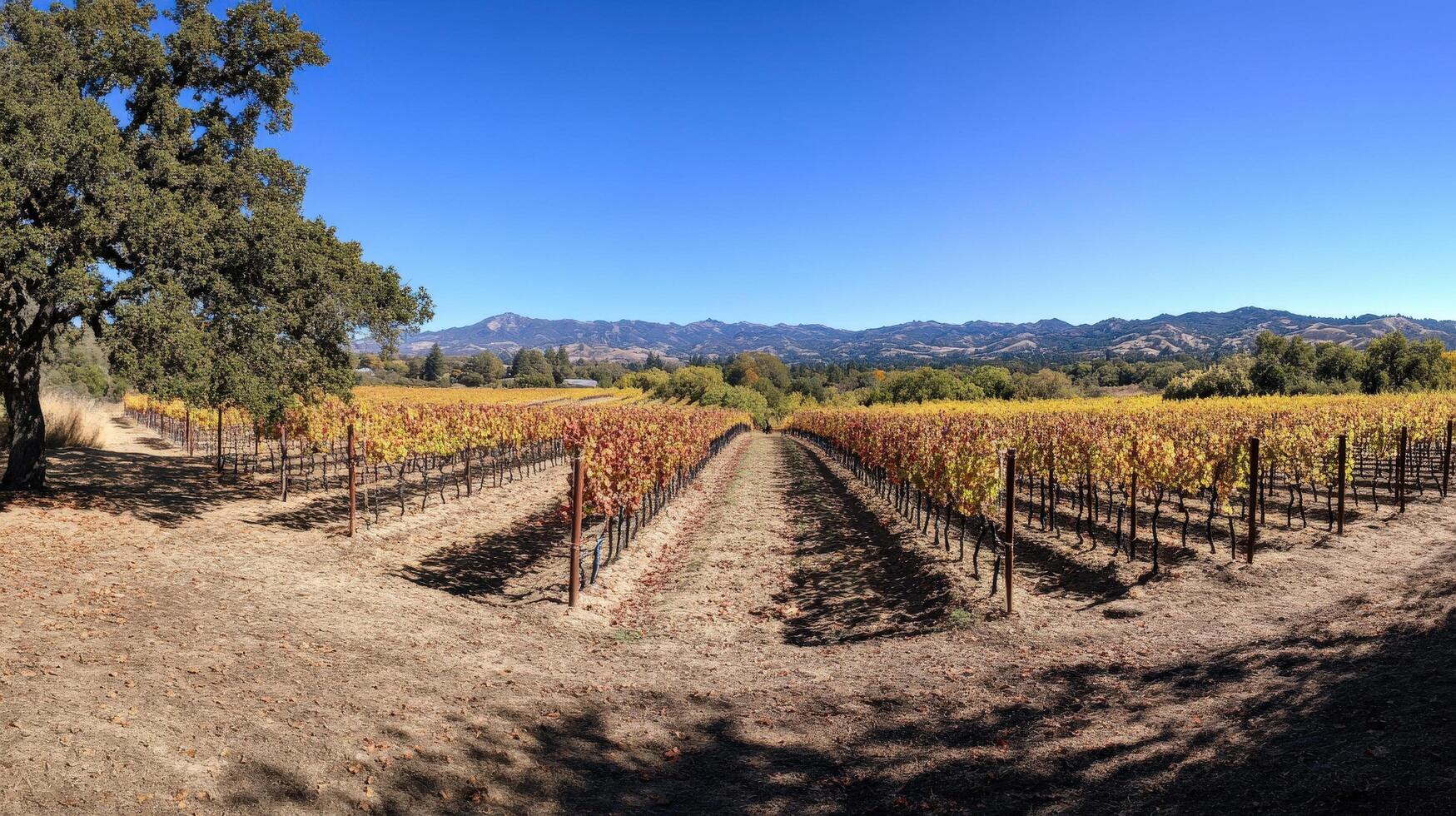 Panoramic view of autumnal vineyard rows extending to distant hills. photo