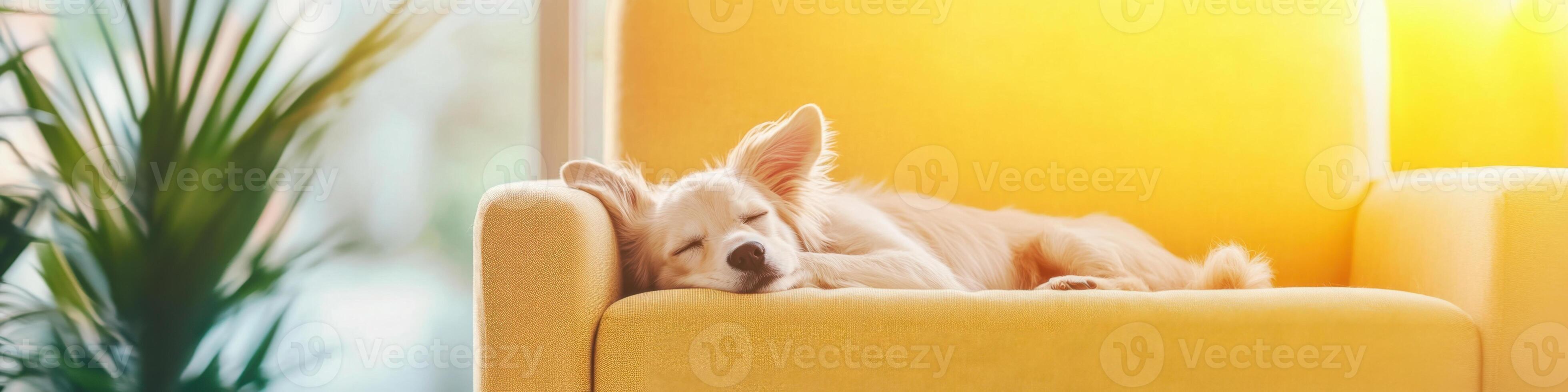 Stylish armchair taken over by a dog enjoying a sunny afternoon nap in a cozy living room photo