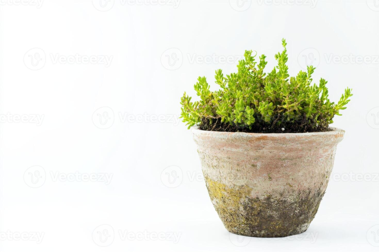 Cladonia flourishing in a trendy pot on a clean white background enhancing modern decor photo