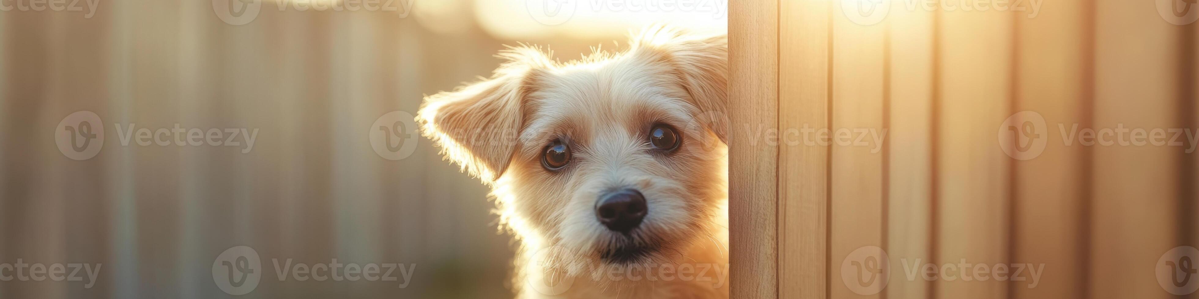 Dog squeezes through fence with playful expression in suburban backyard during golden hour photo