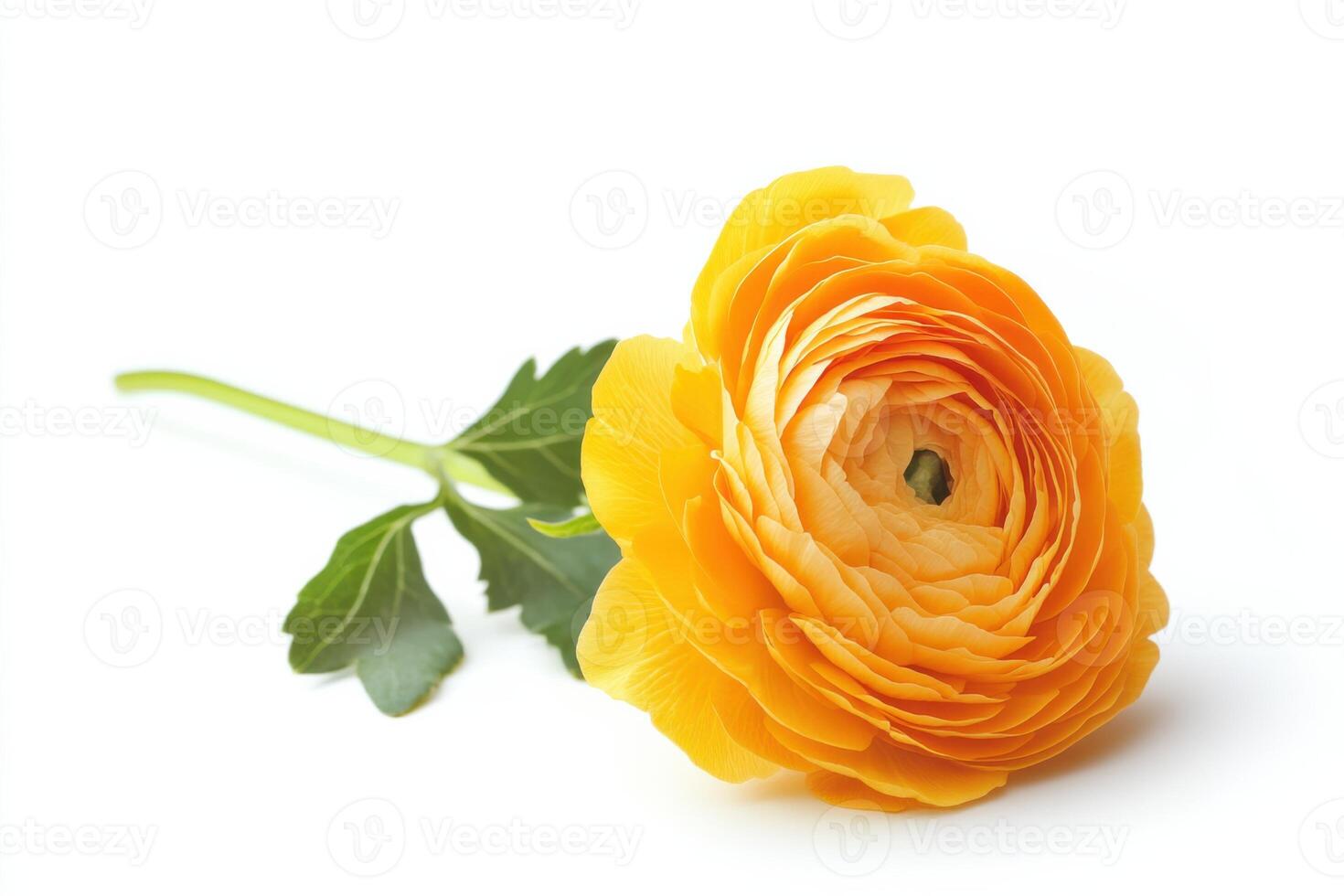 Bright yellow buttercup flower isolated on clean white background showcasing vivid petals and green leaves photo