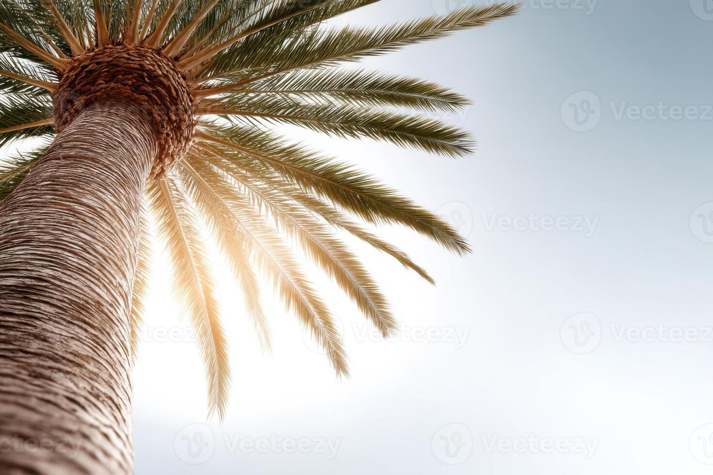 Stunning palm tree textures captured against a bright background showcasing intricate details and ample copy space photo
