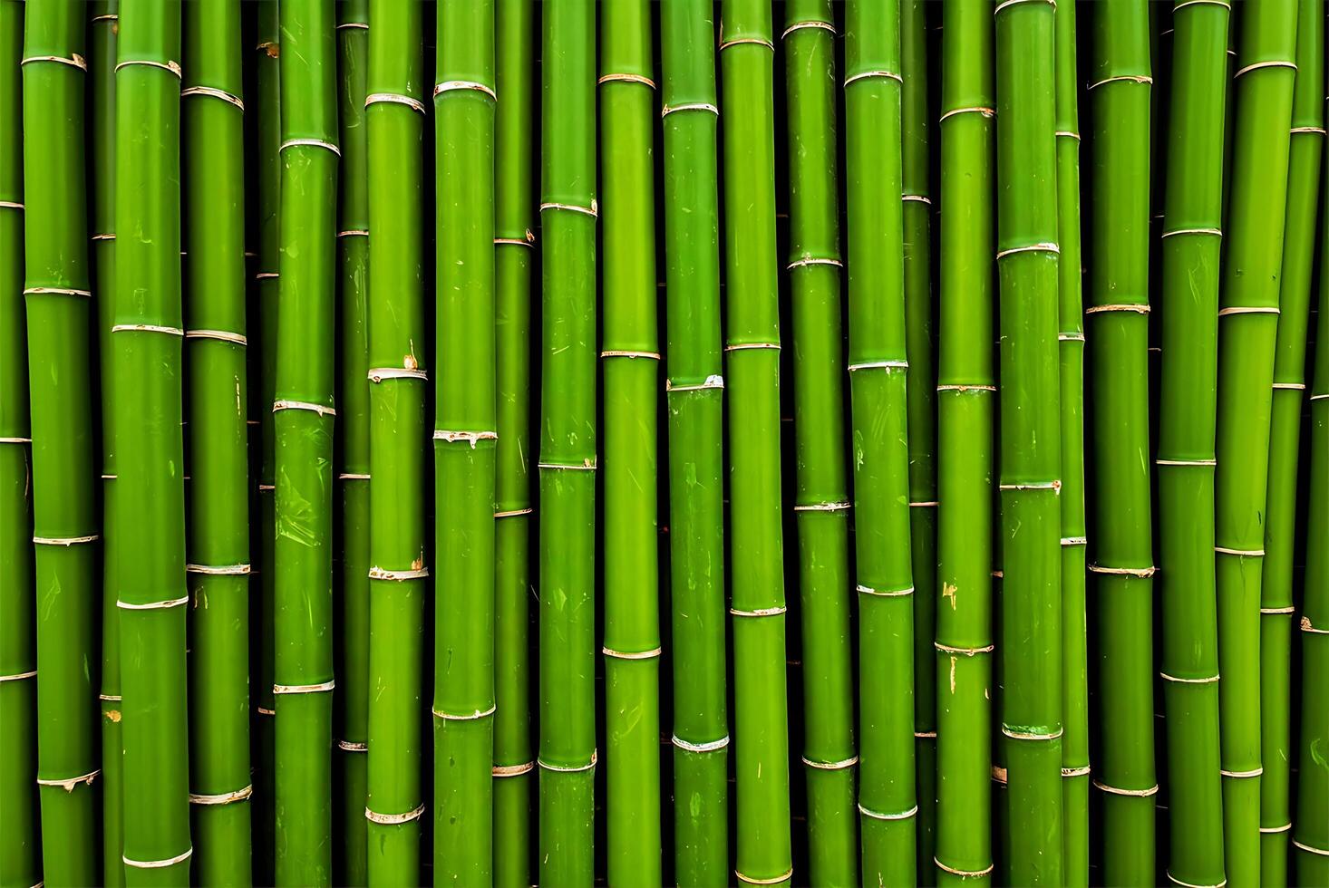 Tightly Packed Bamboo Stalks with Natural Texture photo