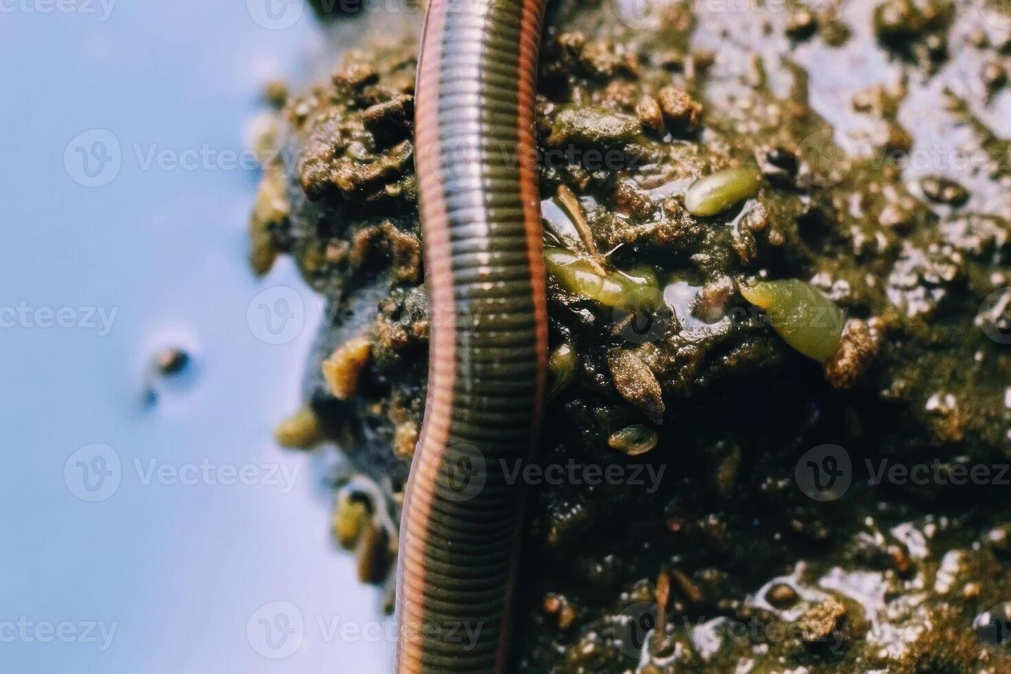 Exploring the underworld closeup of a leech and dirt enriched with earthworms in nature's ecosystem photo