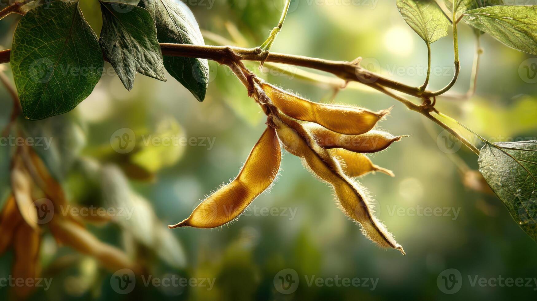 Close-up of soybean pods on a plant. photo
