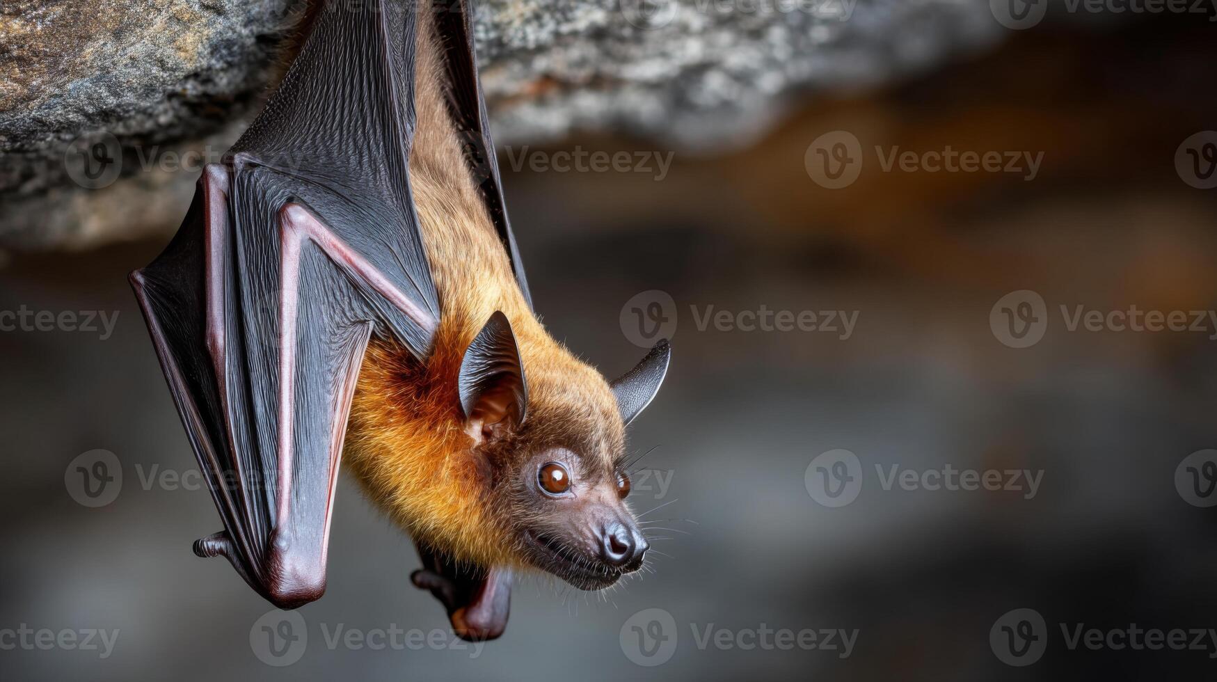 Majestic Bat Hanging Upside Down from Rock Ceiling in Natural Habitat with Intricate Wing Details and Fascinating Features photo