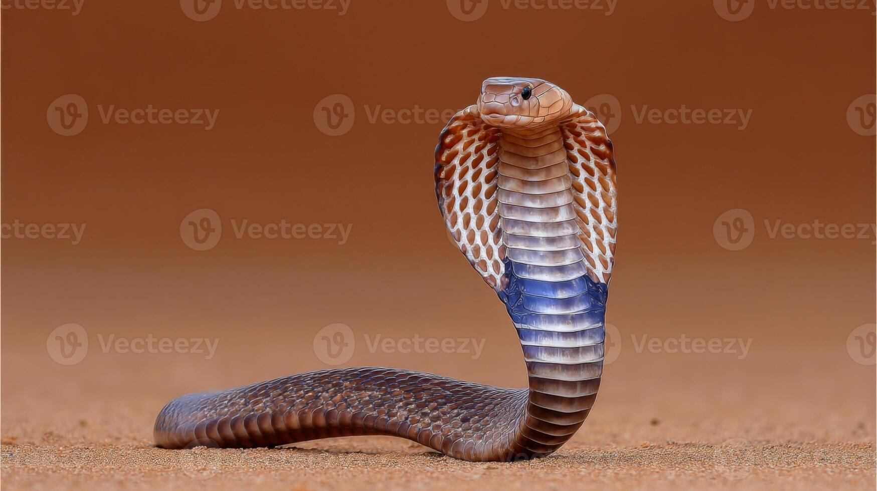 Majestic Cobra Displaying Hood and Unique Color Pattern in Desert Environment under Natural Light photo