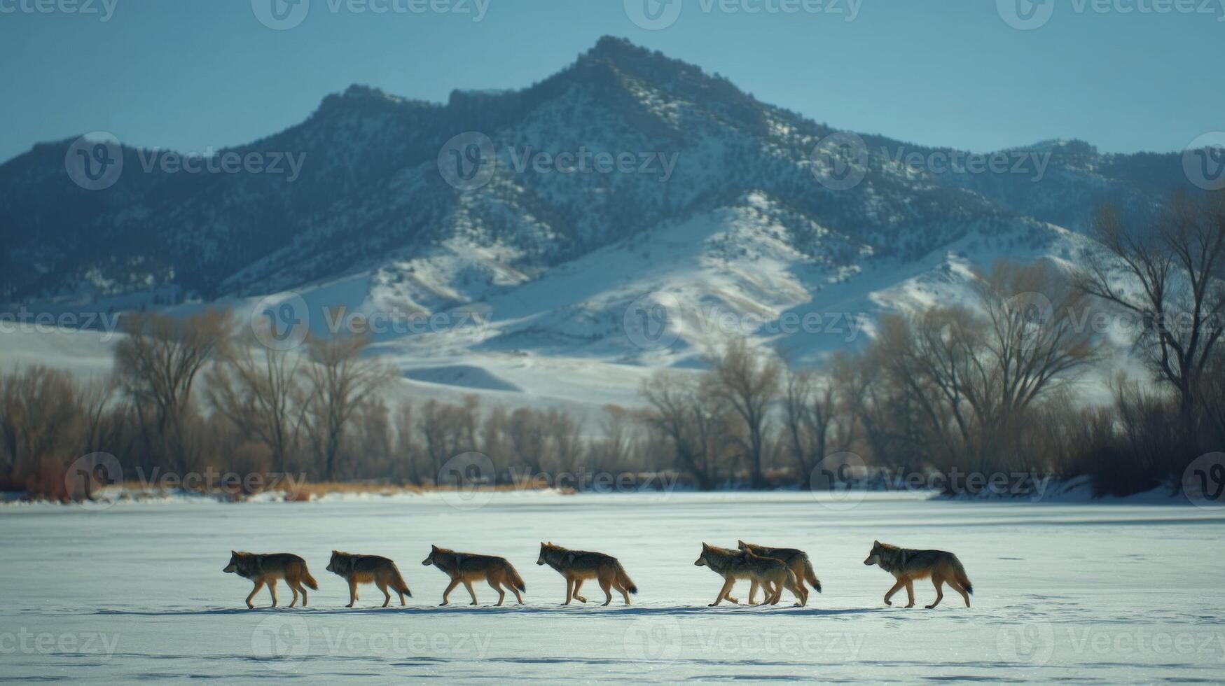 Wolves Walking Across Snowy Landscape with Mountains in Background on a Bright Winter Day photo