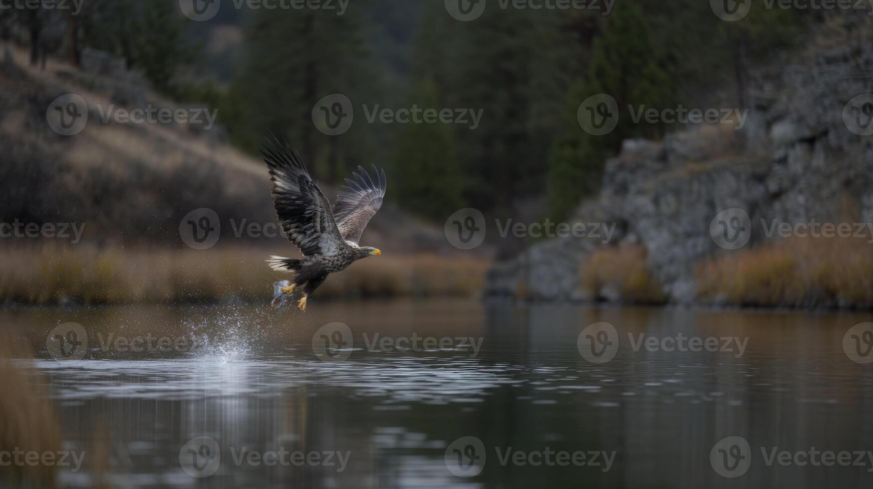 Majestic Bald Eagle in Flight Over Calm Water with Scenic Wilderness Background and Reflections on Serene Lake Surface photo