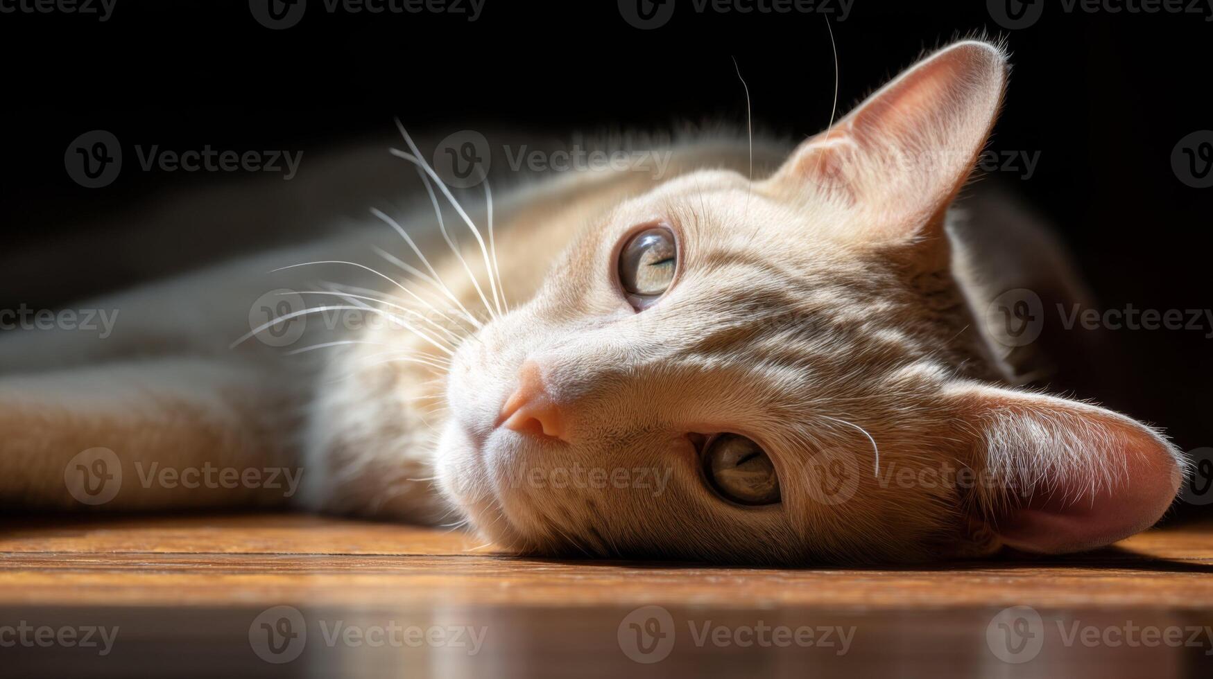 Relaxed cat lying on wooden floor with sunlight casting soft shadows and highlighting its beautiful fur and expressive eyes photo