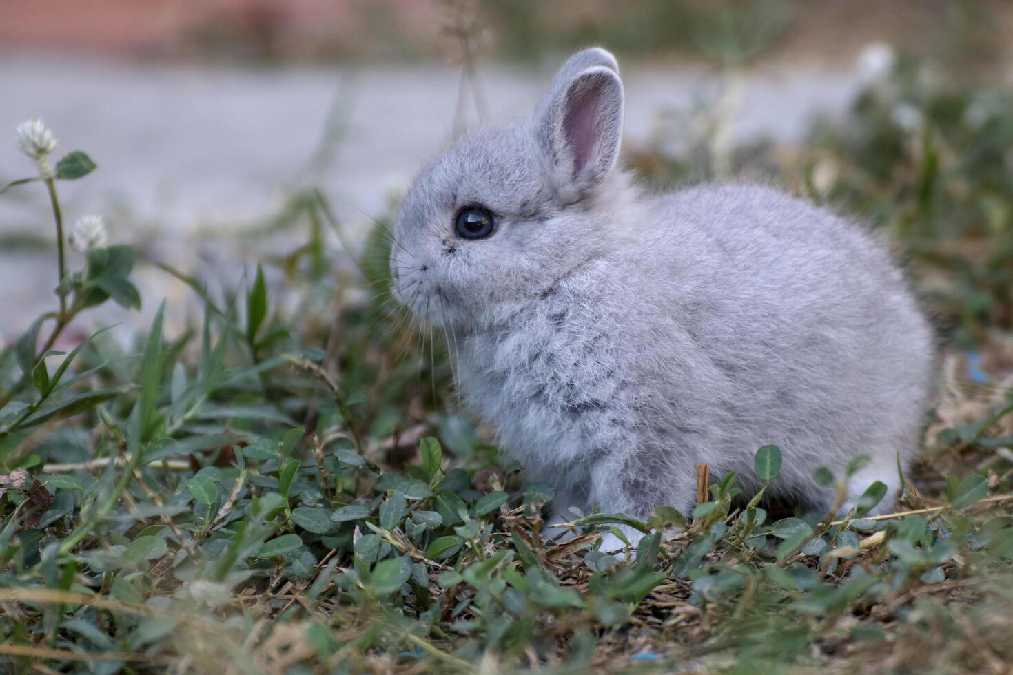A little rabbit is sitting alone in front of the house eating grass. photo