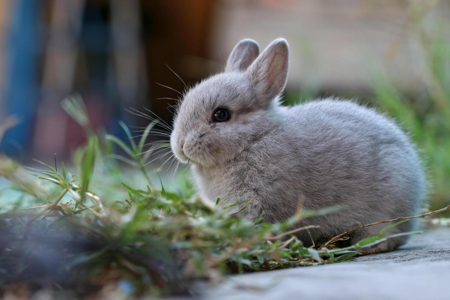 The rabbits are playing in the grass. photo
