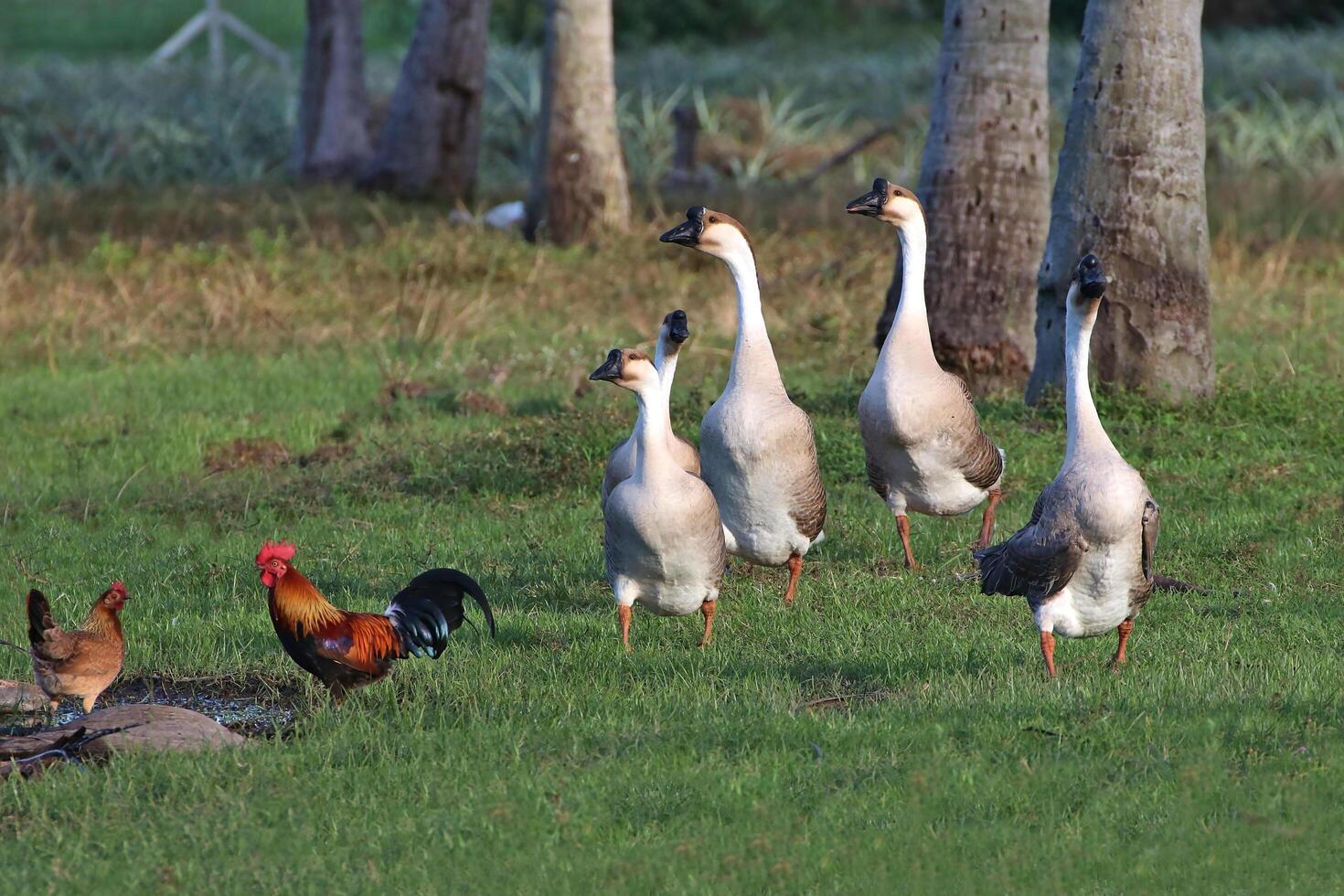 Several geese and chickens stand on a meadow. photo