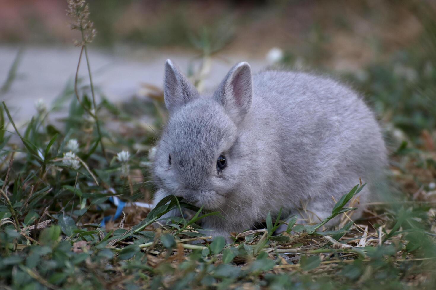 A little rabbit is sitting and eating grass in the front yard with relish. photo