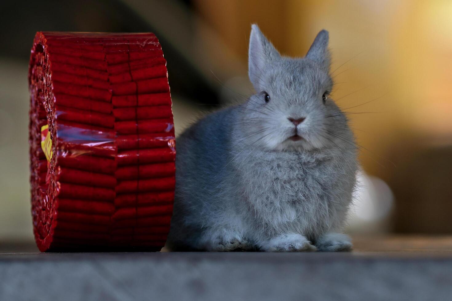 Baby rabbit with firecrackers for Chinese New Year photo