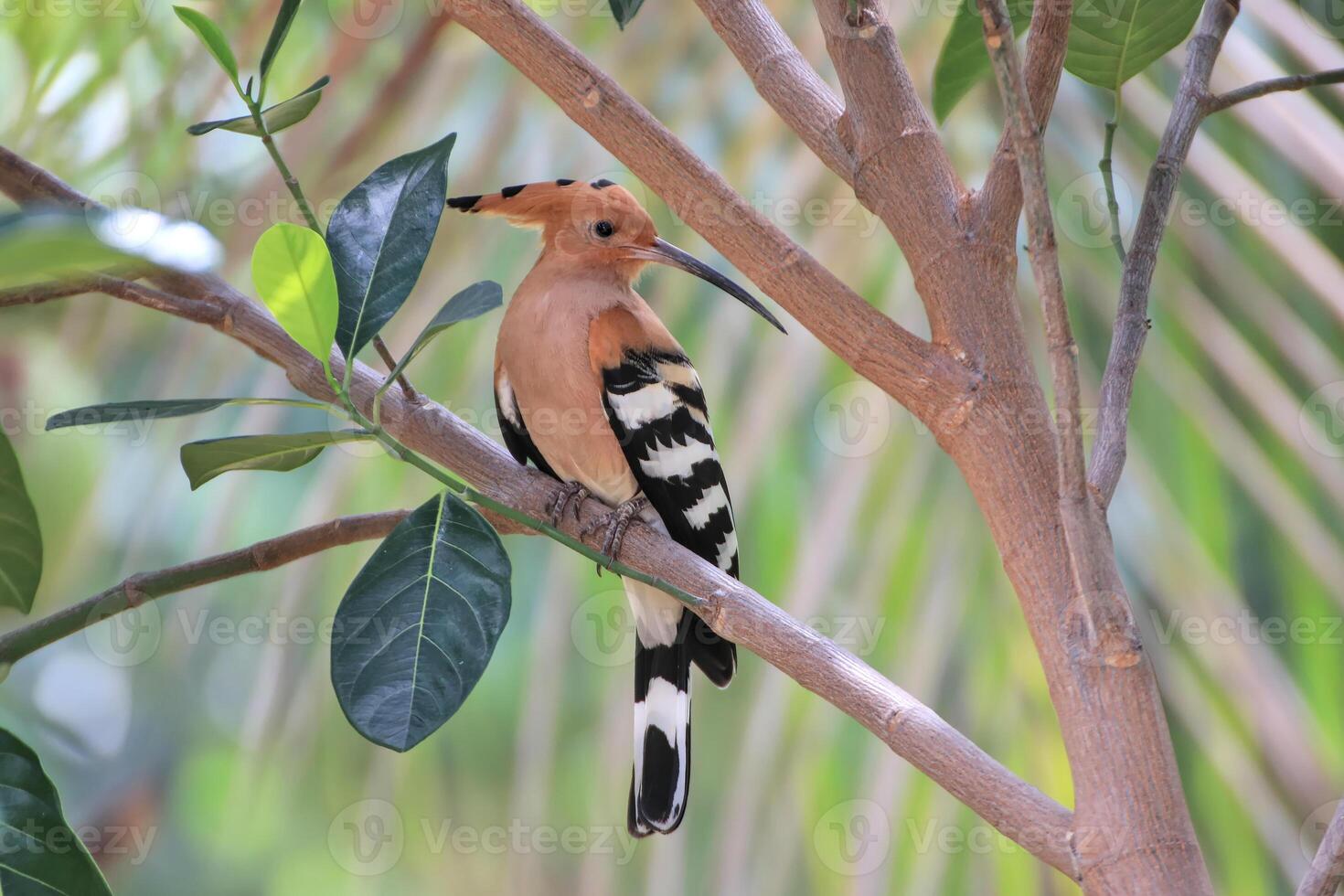 The woodpecker, scientific name Upupa epops, often perches in the shade of trees. It is a rare bird in Thailand. photo
