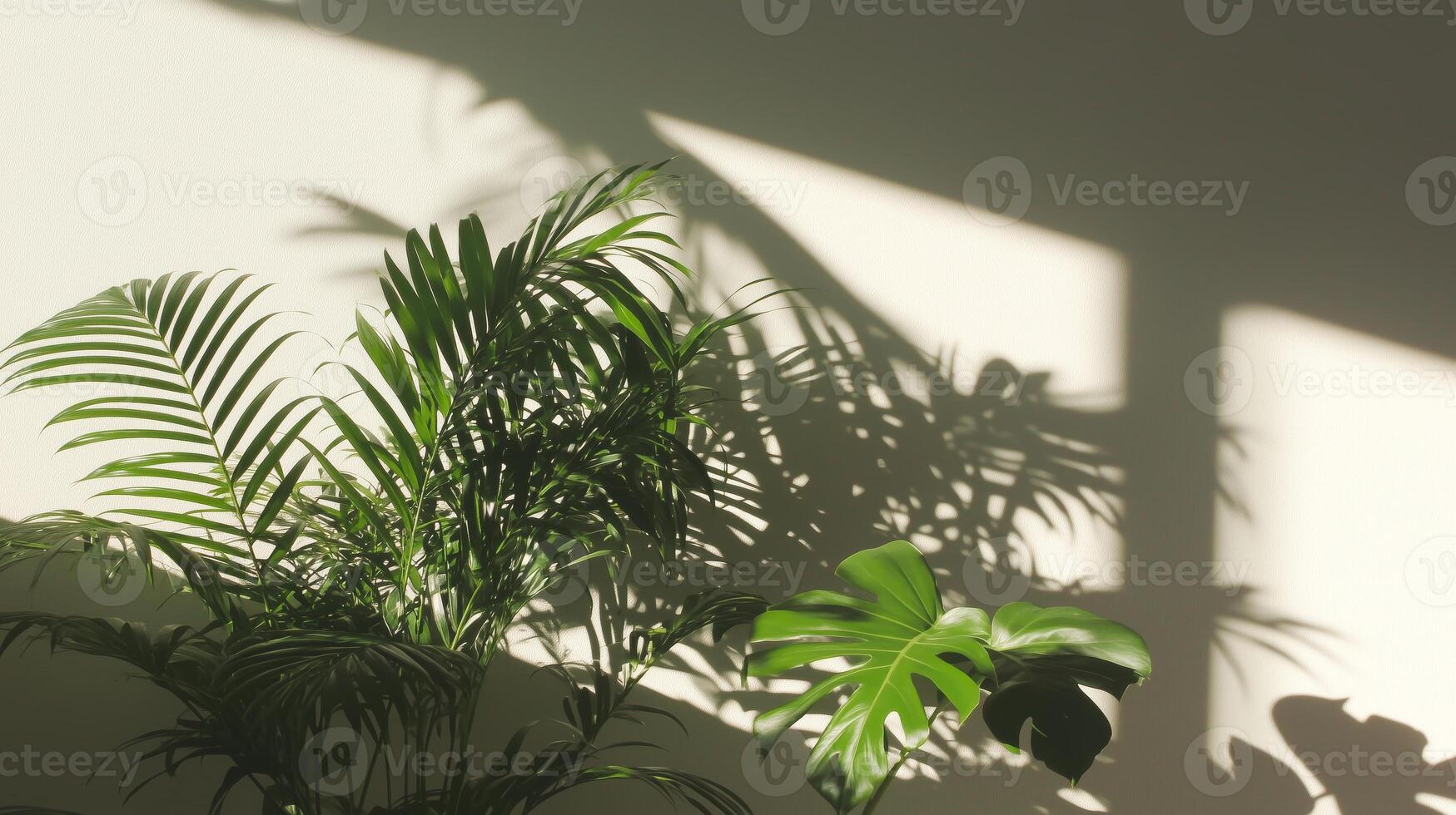 A plant is shown in front of a window photo