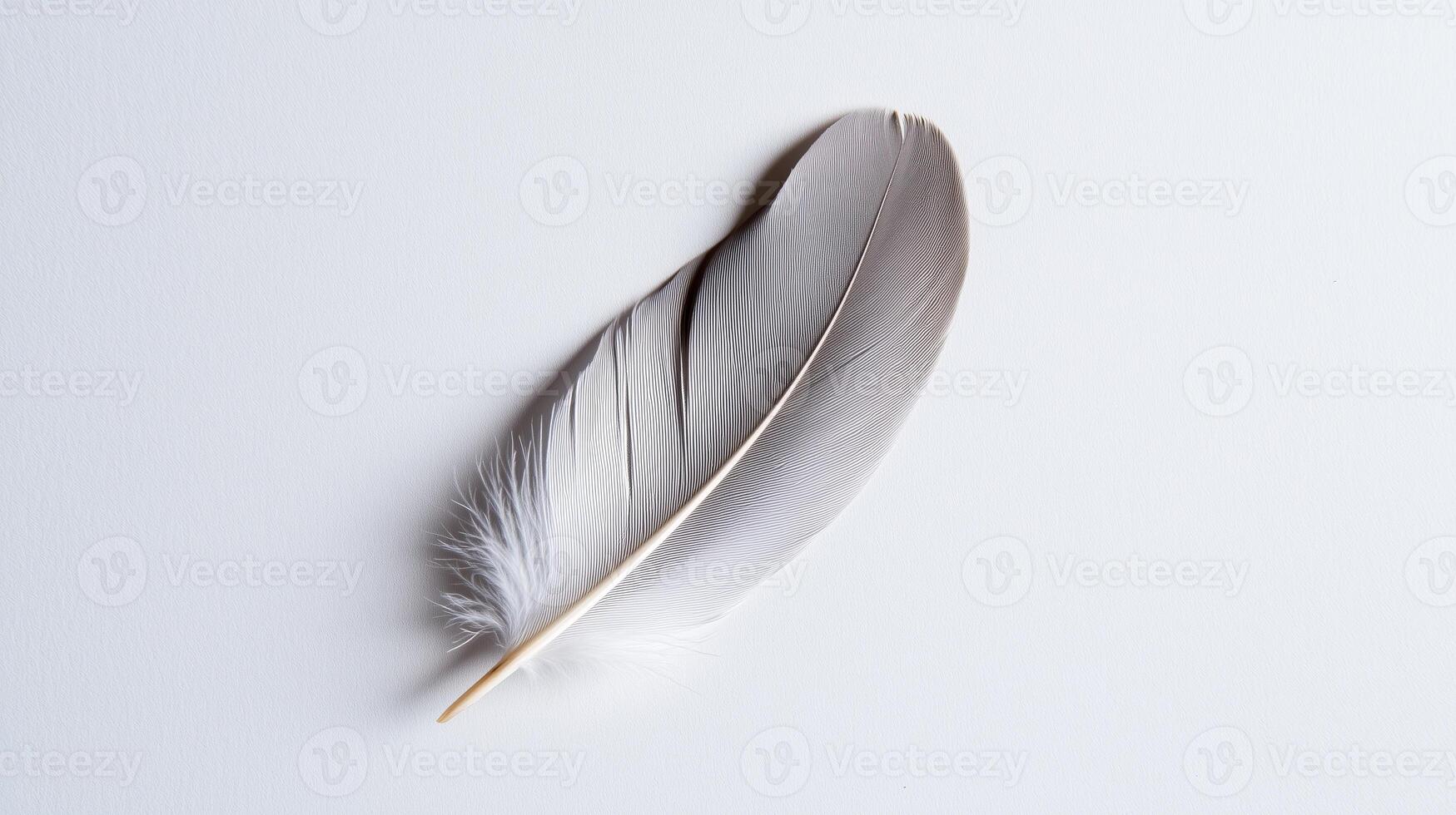 A feather on a white surface with a copy space photo