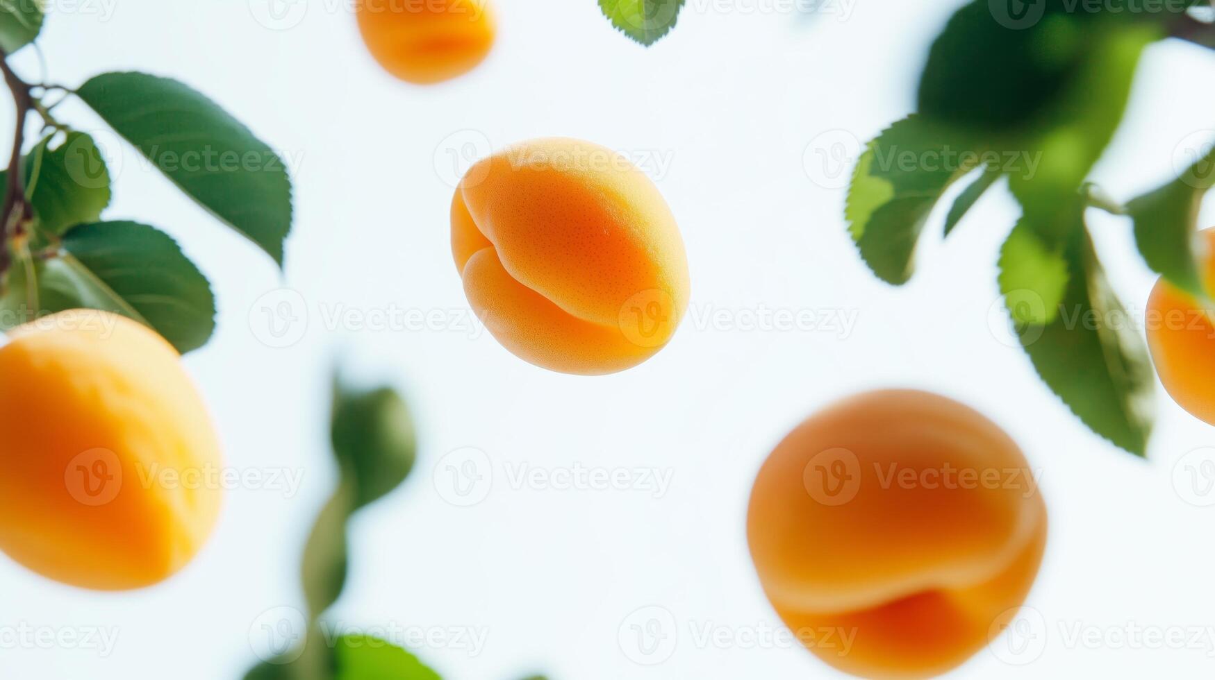 Apricots on a tree photo
